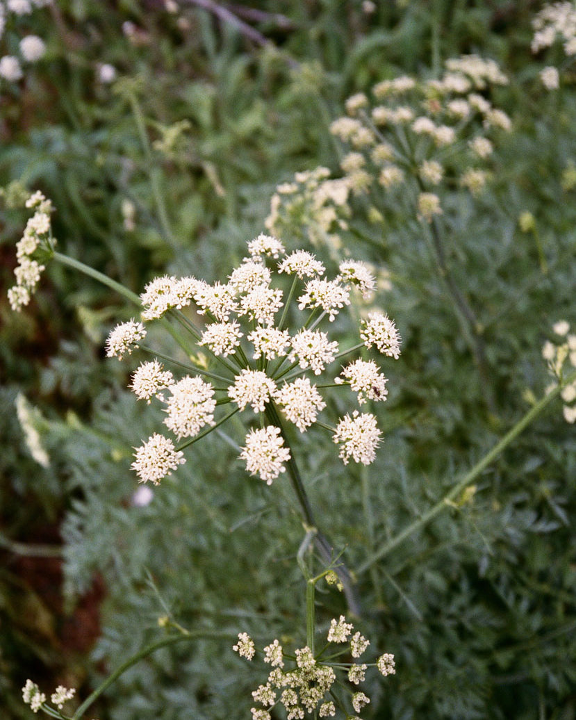 Nappe Sant'Amanza